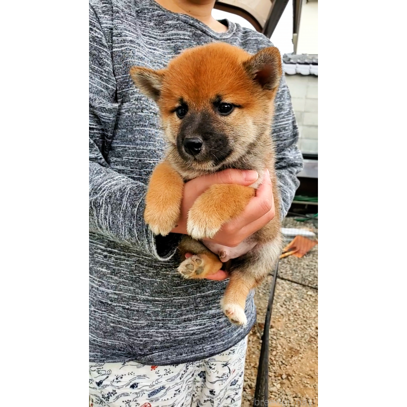 販売中の大阪府の柴犬-406783の2枚目
